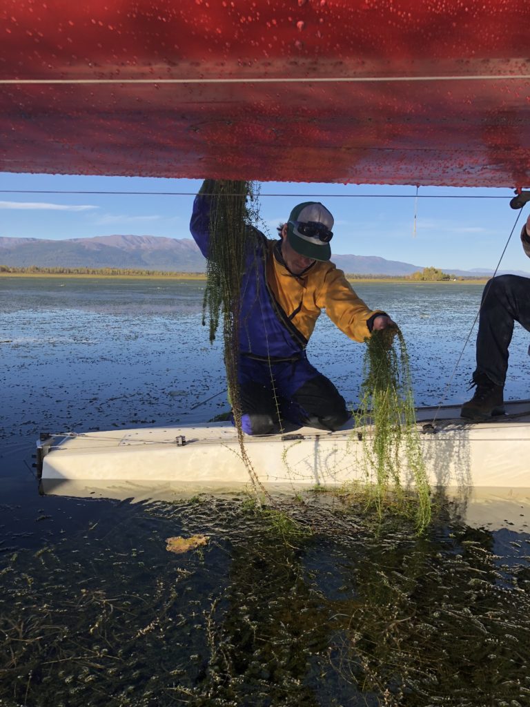 A biologist considers invasive Elodea on a float plane in Alexander Lake. Image by Kristine Dunker with the Alaska Department of Fish and Game.