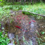 sockeyes spawning in a tributary to Big Lake. USFWS/Katrina Mueller