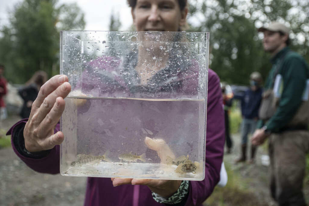 Cook Inletkeeper's Sue Mauger holds a container of juvenile fish trapped on the Little Susitna River. (Libble Kugel / Great Land Trust)