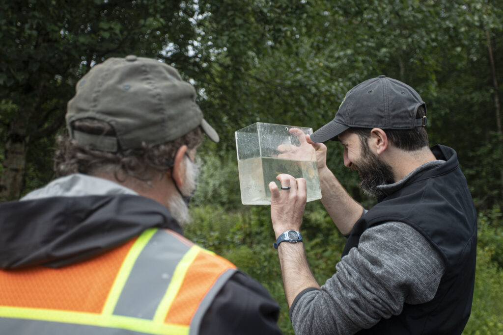 Examining fish trapped in the Little Susitna. (Libby Kugel / Great Land Trust)